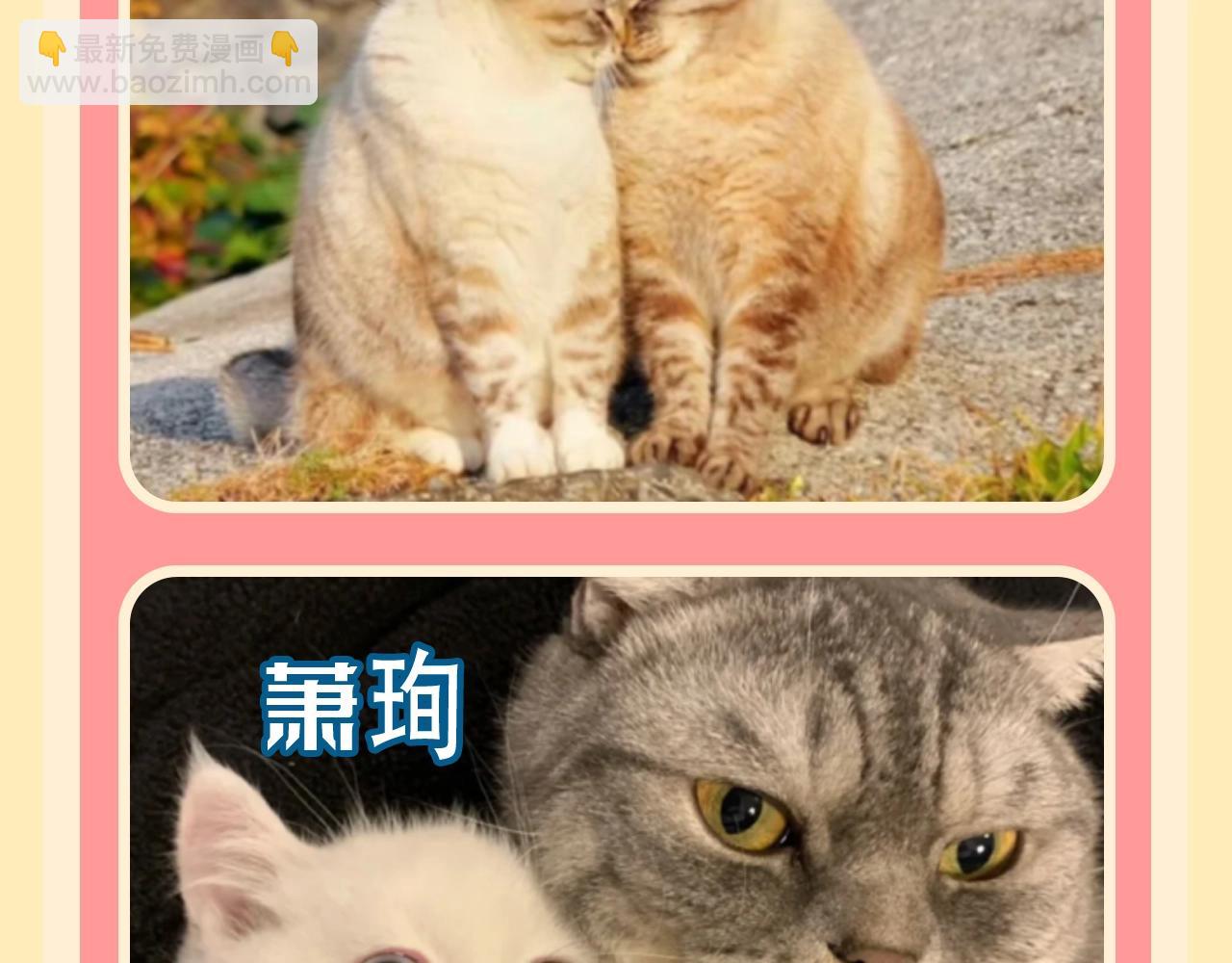第169期 整活企划：当人鱼的各位都是猫咪！3