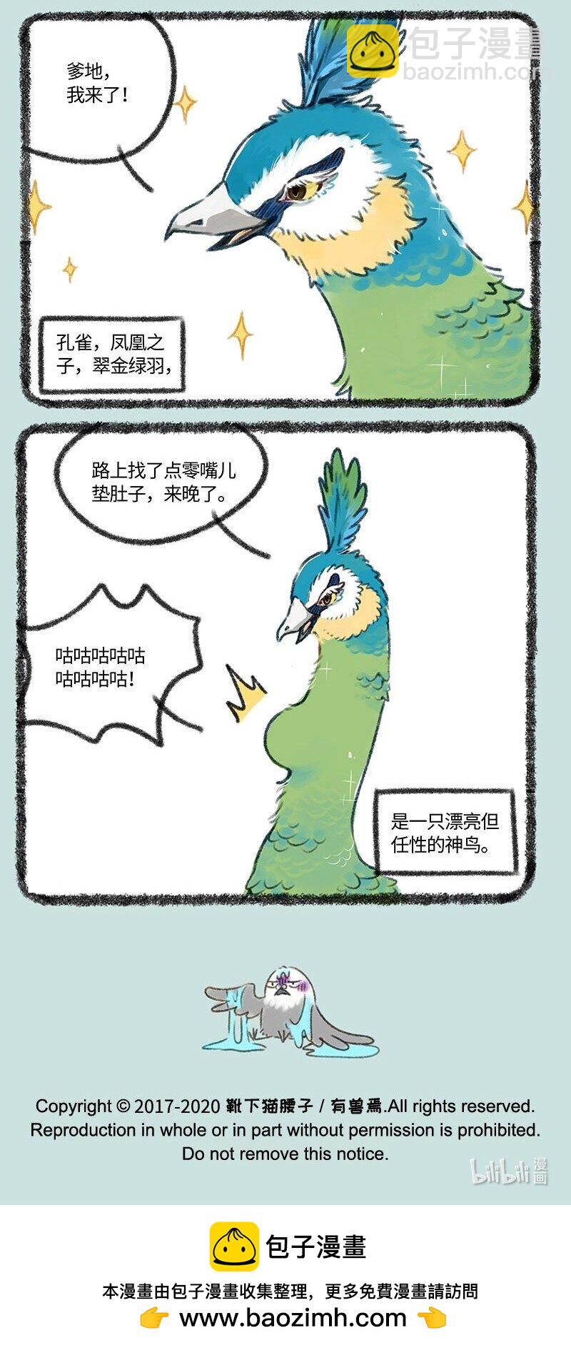 402 孔雀来访5