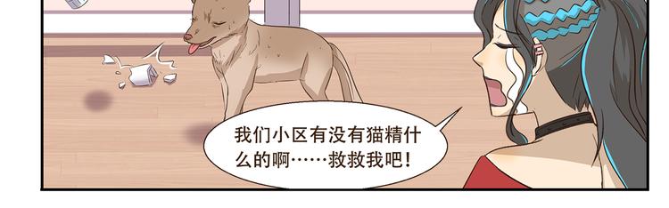 第170话 猫界时尚大师10