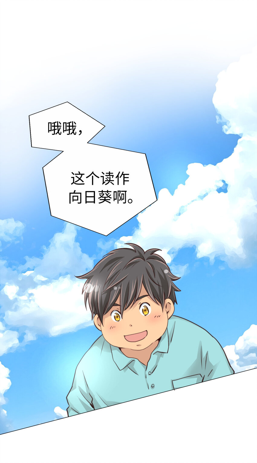 34 向日葵40