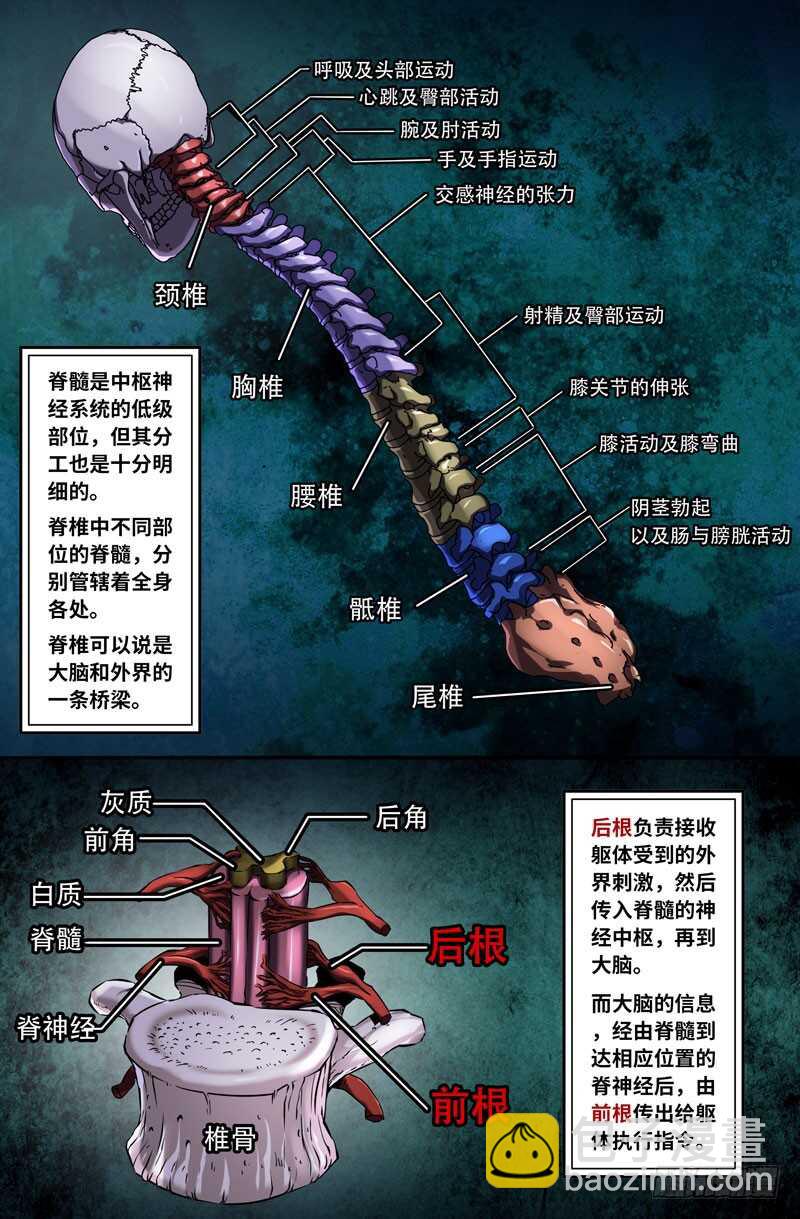 神经系统1