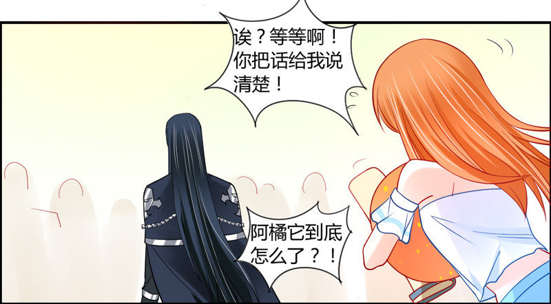 十个橘猫九个胖15