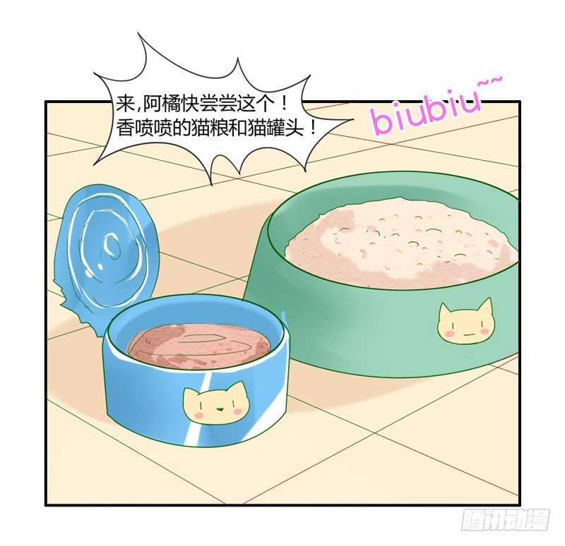 十个橘猫九个胖39