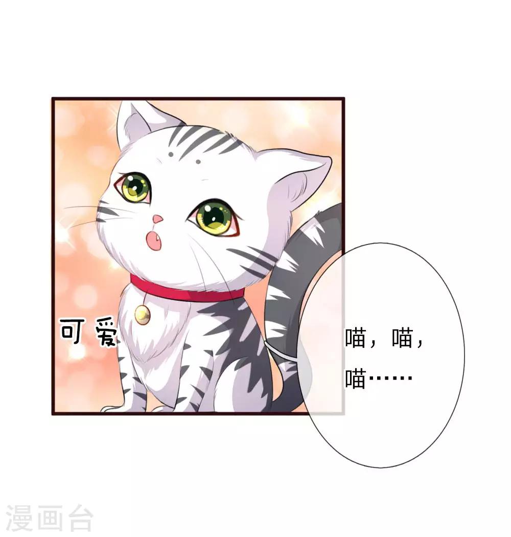 第77话 萌猫球球8