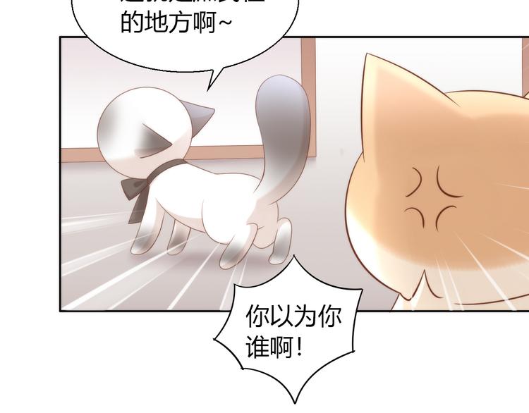 第76话 猫咪选美大赛21