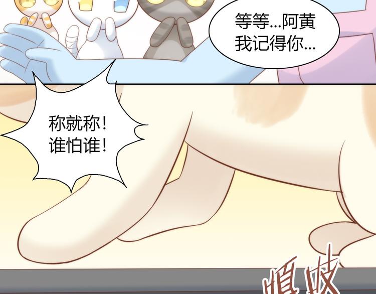 第76话 猫咪选美大赛71